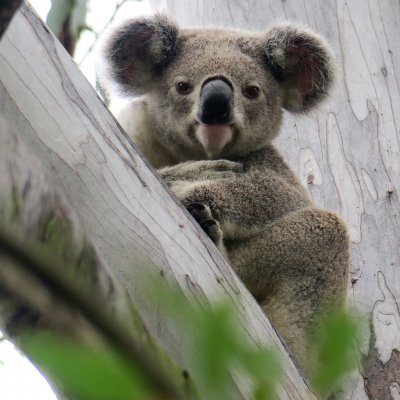 Koala sitting in the fork of a gum tree. Image, Bev Millican